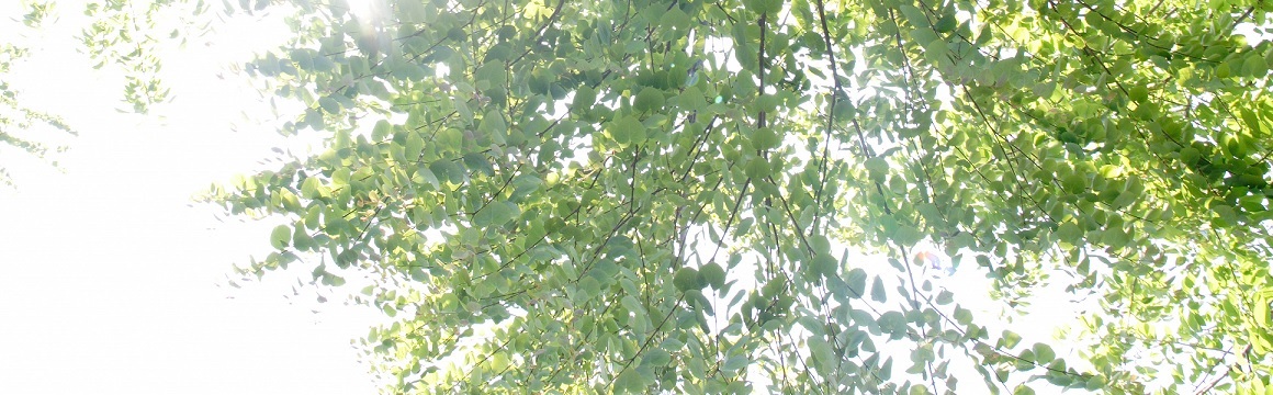 当院について画像２
